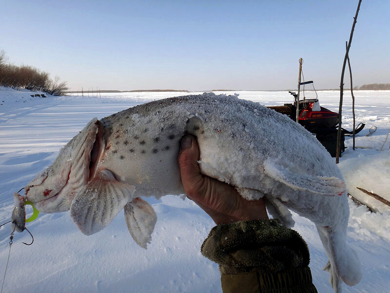 Блесна балансир. Мормышка багрилка. Снасть краб для зимней рыбалки. Зимняя блесна краб. Браконьерская снасть багрилка.