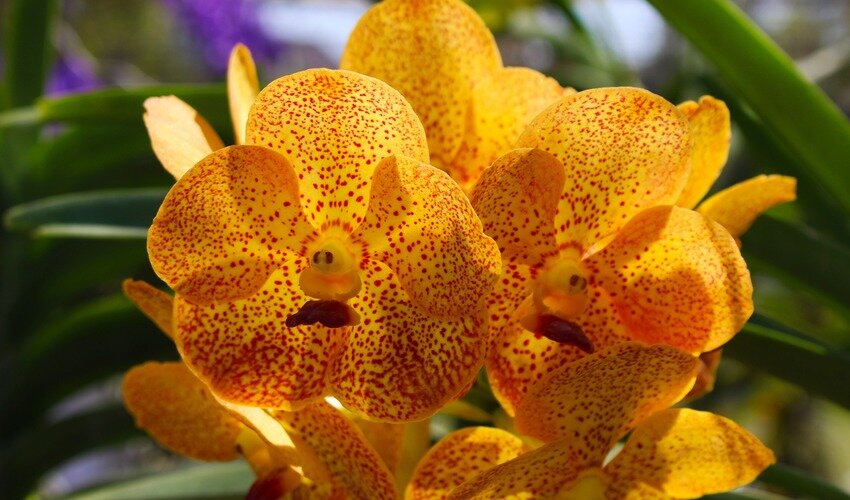 Фото: pixabay.com