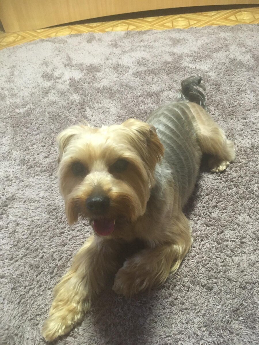 Мой огромный йорик Бом))