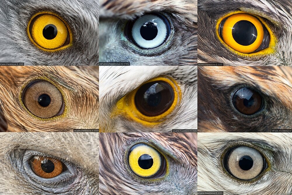 Есть у нас такая маленькая идея "фикс": собрать коллекцию фотографии глаз хищных птиц и сов. Конечно до полной коллекции ещё далеко, но и эти немногочисленные трофеи, пришлось собирать более двух лет.