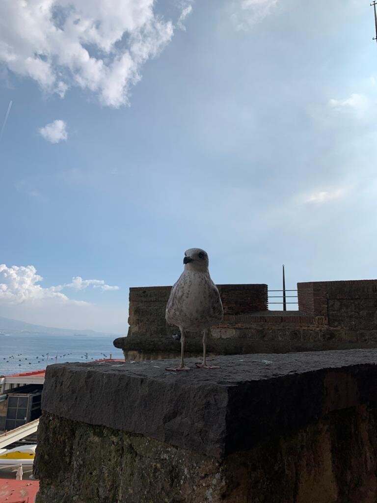  Неаполь. Ручные птицы.