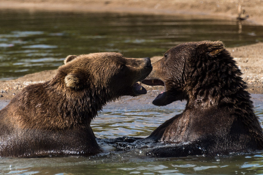 Что делать, если встретился с медведем? Правила, которые помогут пережить встречу с косолапым.