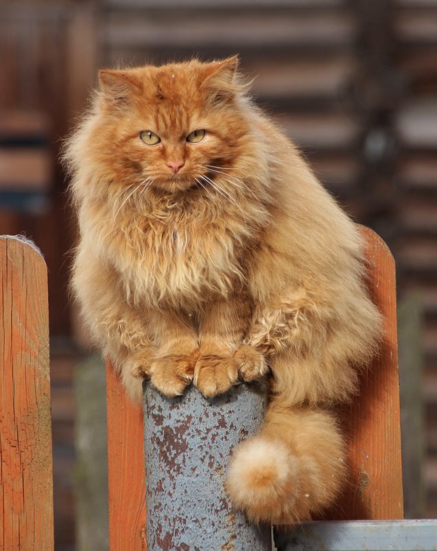 Кот Иван Василича 