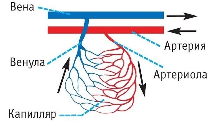 
Кровь никогда не бывает синей, она всегда имеет оттенок красного. Единственная причина, почему кровь кажется более синей в венах, это то, что вены, как правило, находятся ближе к поверхности кожи, а единственный свет, который может проникать под кожу, это синий. Что касается артерий, то их, как правило, не видно, поскольку они находятся слишком глубоко.

