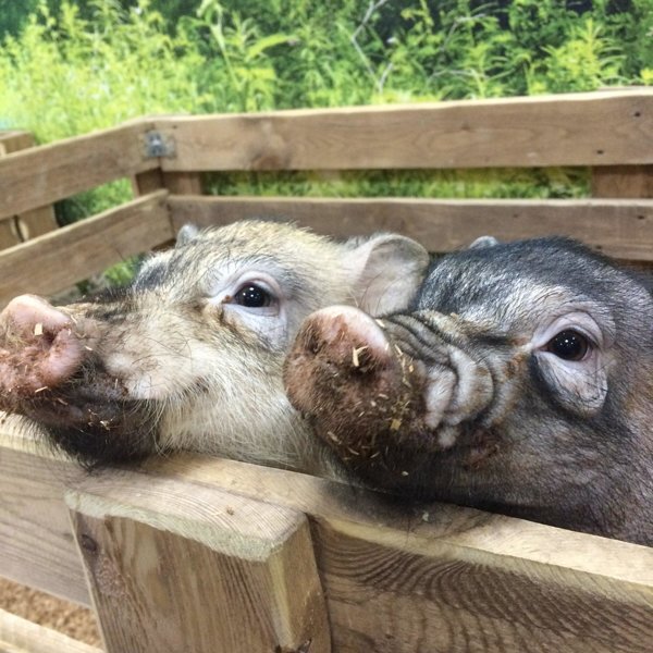 Контактный зоопарк «Теремок»