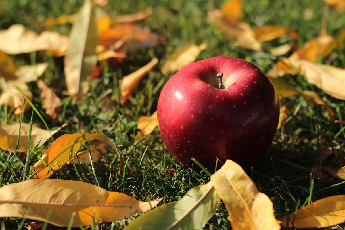 А вы часто едите яблоки?