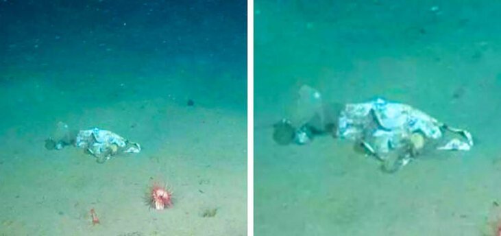 Вот "местные жители" удивились, не правда ли?