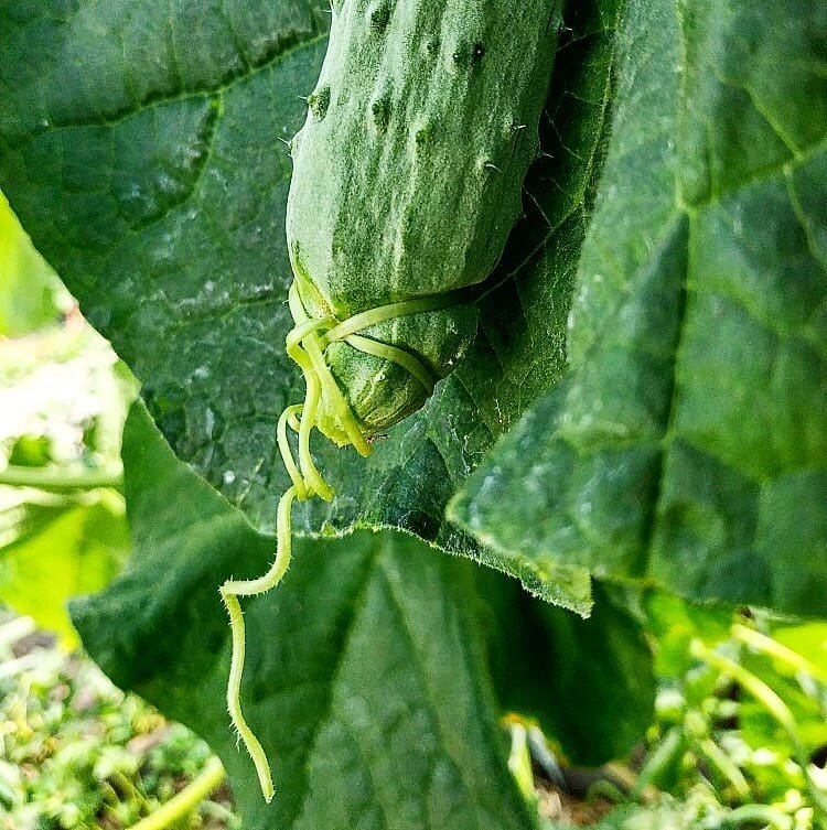 Фото вредителей на огурцах