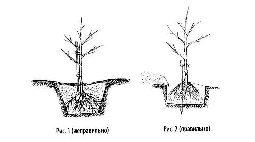 Сроки посадки плодовых деревьев