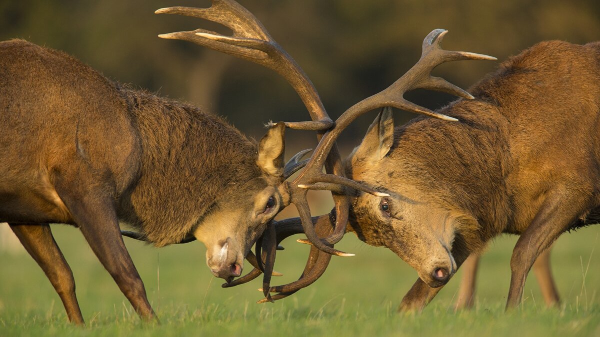 В дикой природе все просто. Либо ты победил, либо тебя.