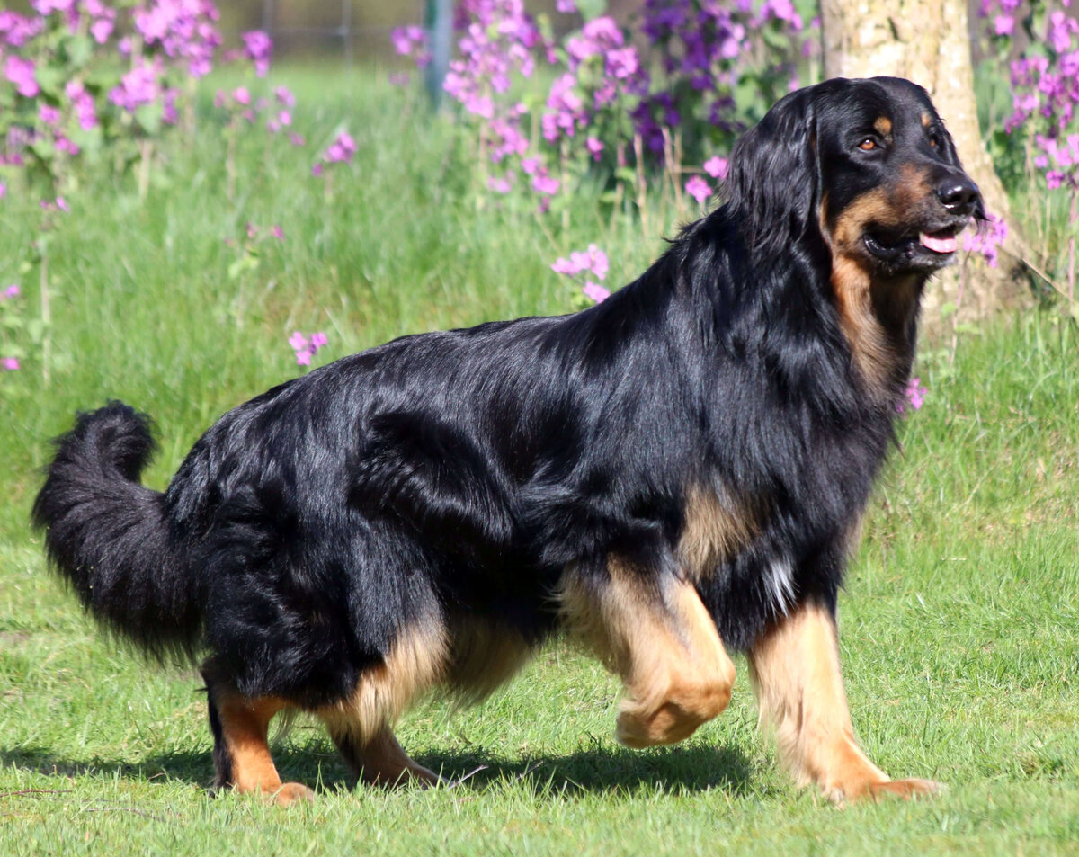 фото: animalsbreeds.com