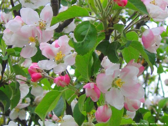 Сад, состоящий из плодовых деревьев особенно радует по весне, когда все цветет и благоухает. Особенно радуют яблони и вишни, которые покрываются бледно — розовыми цветочками.