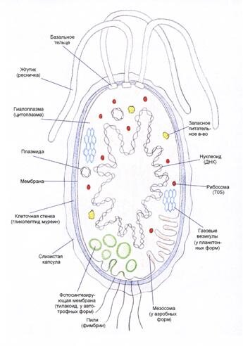 Строение микробной клетки .      Фото http://lib.kstu.kz