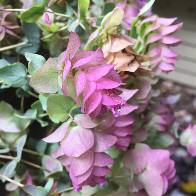 Автор фото Franny Green. Ссылка на изображение: https://www.gardentags.com/profile/franshinegee/origanum-rotundifolium-kent-beauty/280759