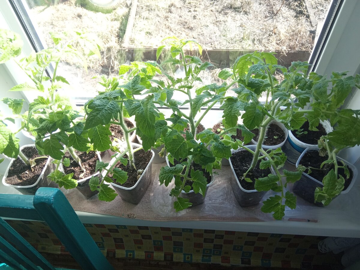 "Клуша" подросла