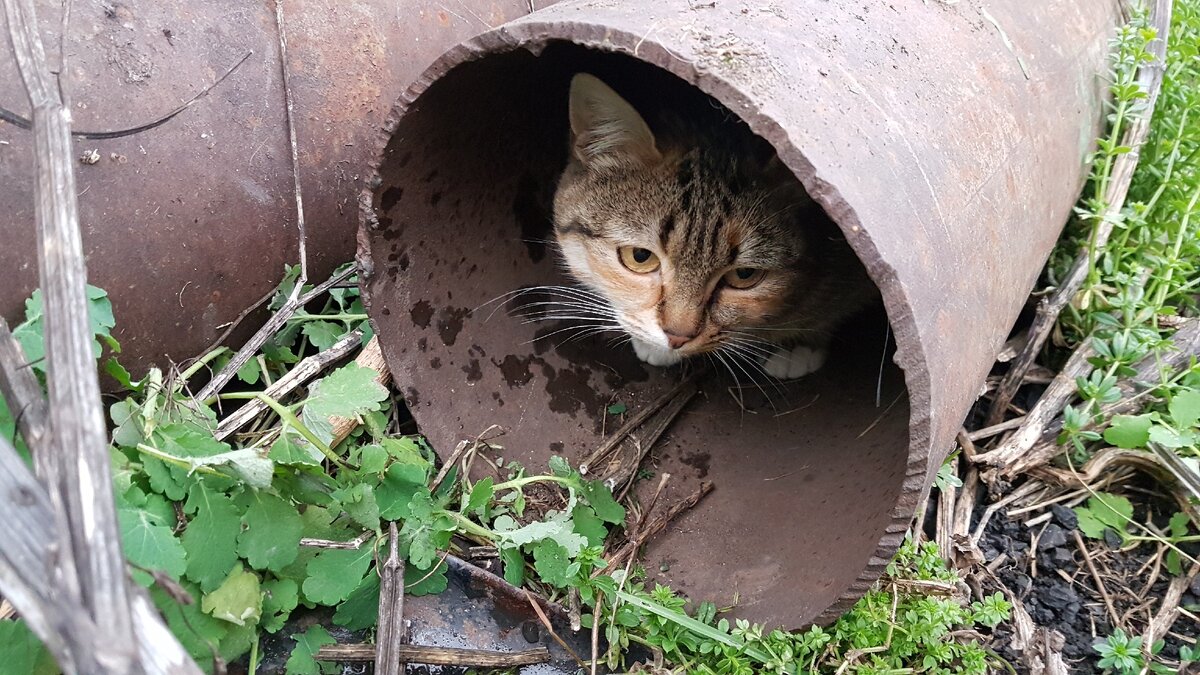 Вот так, коротала она дни и ночи, сидя в трубе.. 