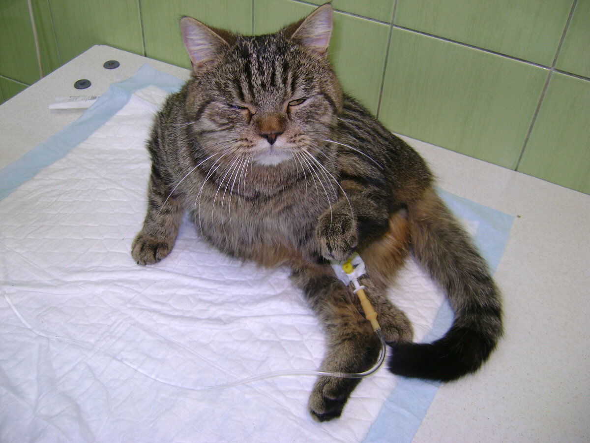 С риском для себя больного Саню я всё-таки прокапала... (Фото из личного архива автора).