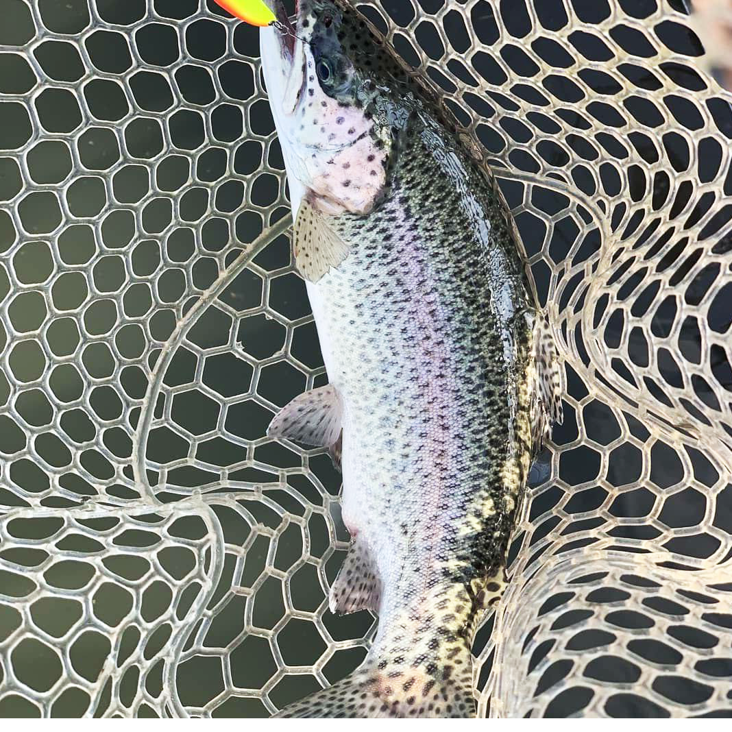 Форель, пойманная на платном водоёме