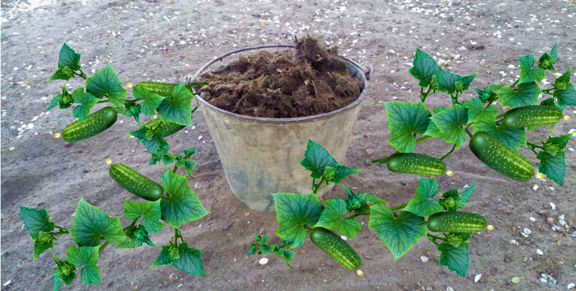 Огурцы сажаем вокруг ведра с навозом. Фотоколлаж автора 