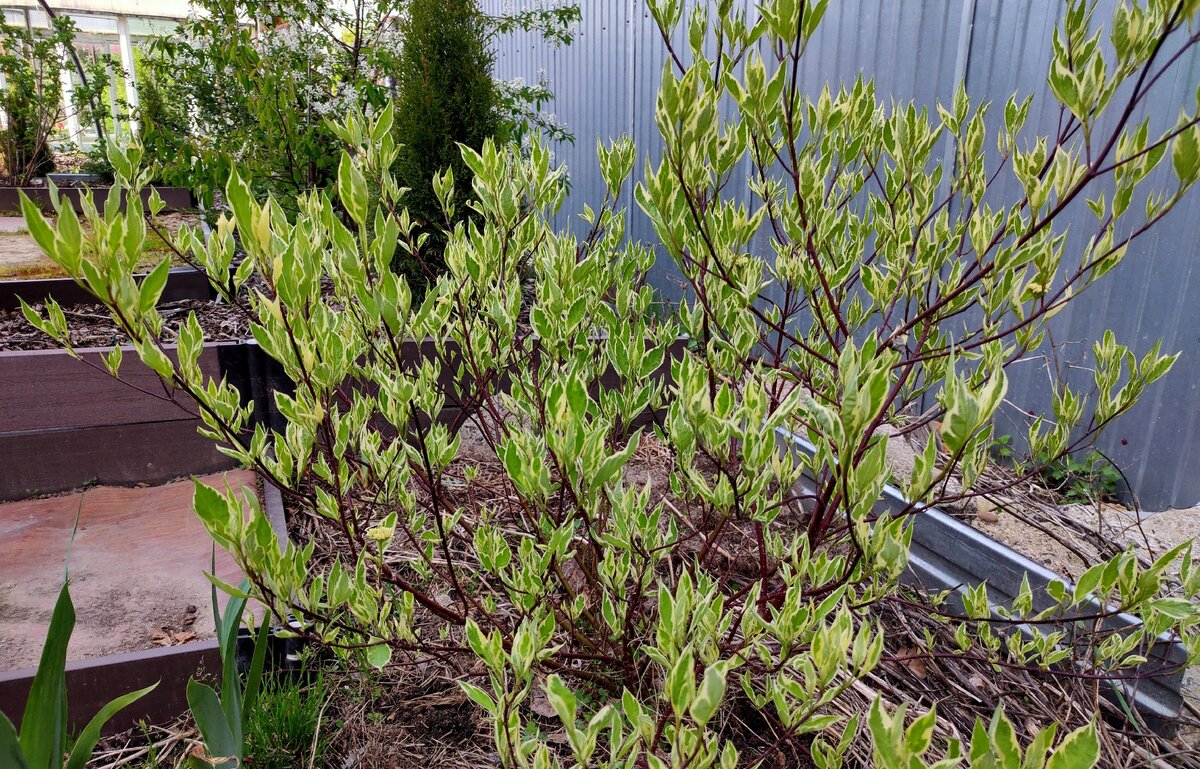 Дерен белый Элегантиссима весной