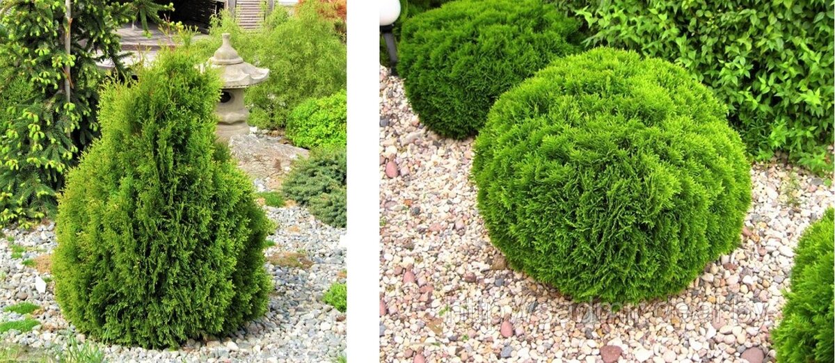 Туя западная сорта ‘Miky’ и  ‘Danica’. Источник фото: Яндекс картинки.