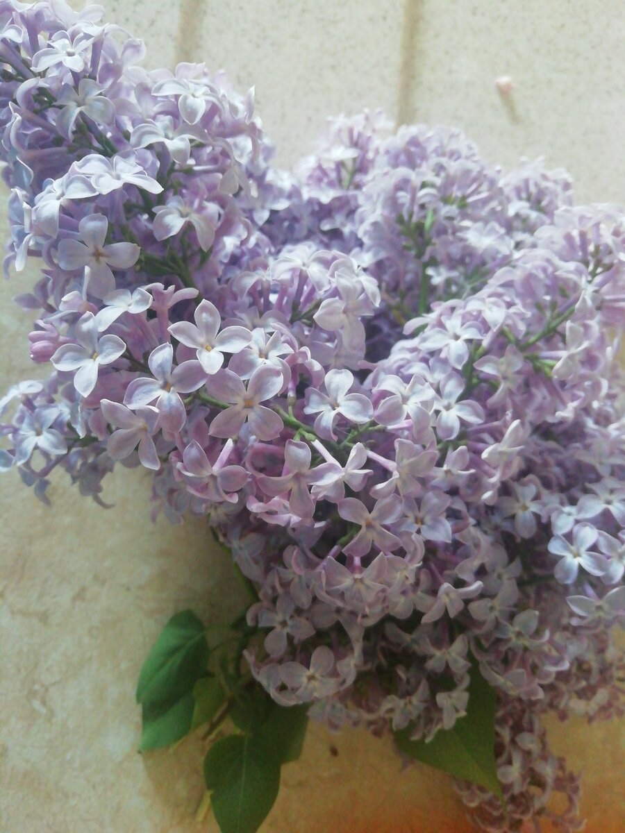 Пахучая сирень