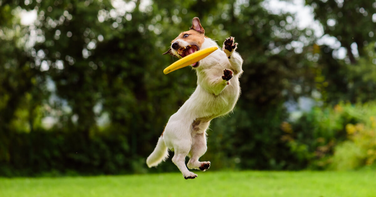 Фрисби - одна из самых популярных игр для собак. И это неудивительно - она приносит много радости как животным, так и их владельцам.