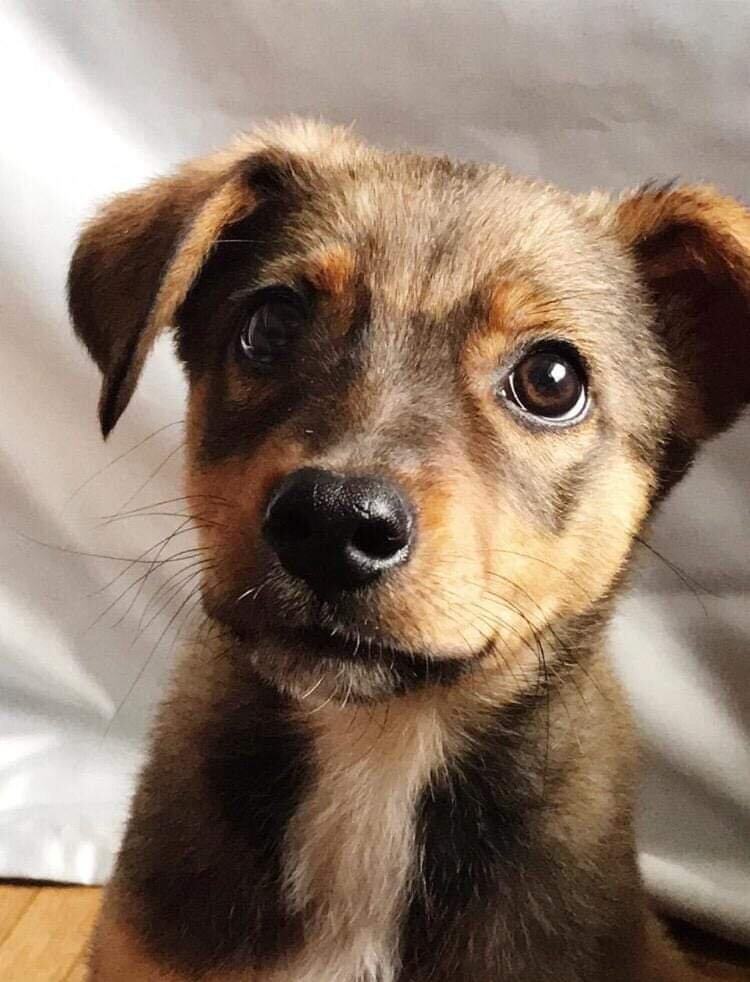 Носик сердечком, глазки бусинки ❤️❤️❤️