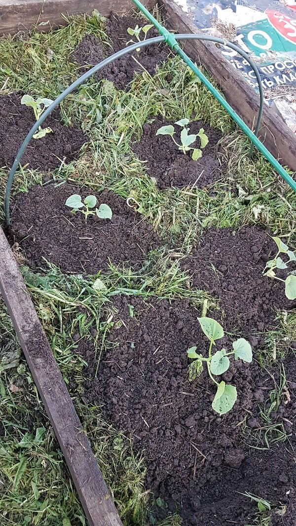 Высаживание арбузов и дынь в открытый грунт. Как правильно посадить арбузы. Арбуз на грядке. Арбузы. Тепличные арбузы.