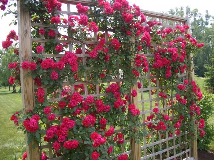 Пергола из металла для роз, винограда, цветов | Фото, цена