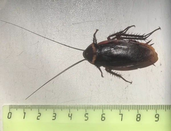 Источник postila.ru