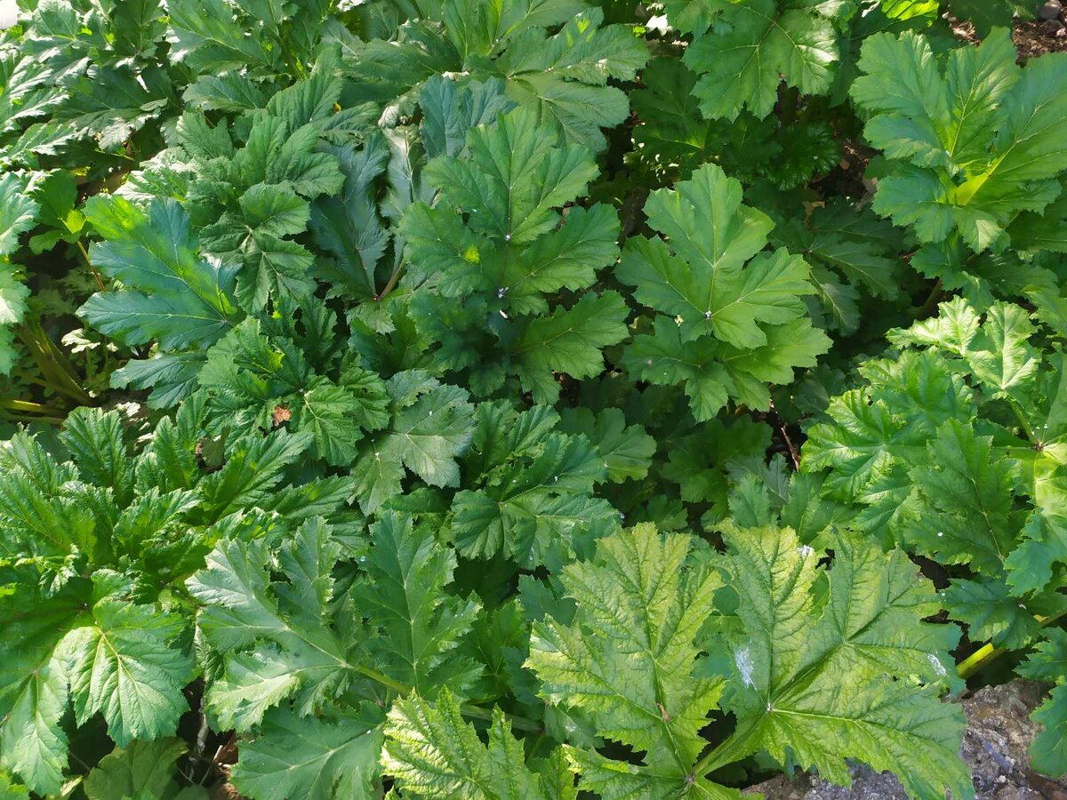 Как бороться с борщевиком на своем дачном участке