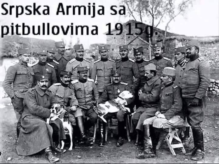 Сербская армия с питбулями в Первой мировой войне, 1915 г.