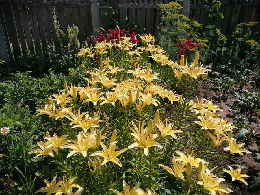 На заднем плане красные лилии