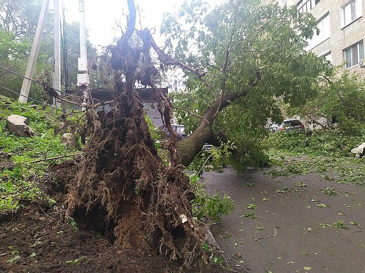Деревья, вырванные с корнем 