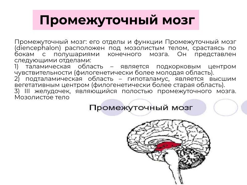 После 20 мозг. Функциональная анатомия. Анатомия головного мозга для психологов. Функциональная анатомия книга.