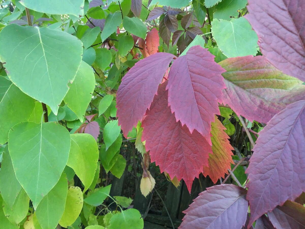 красивые листочки, верно? яркие, осенние, листья сезонов ОРВИ и ОРЗ)