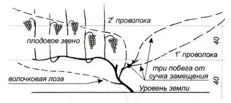 Как и когда правильно обрезать виноград