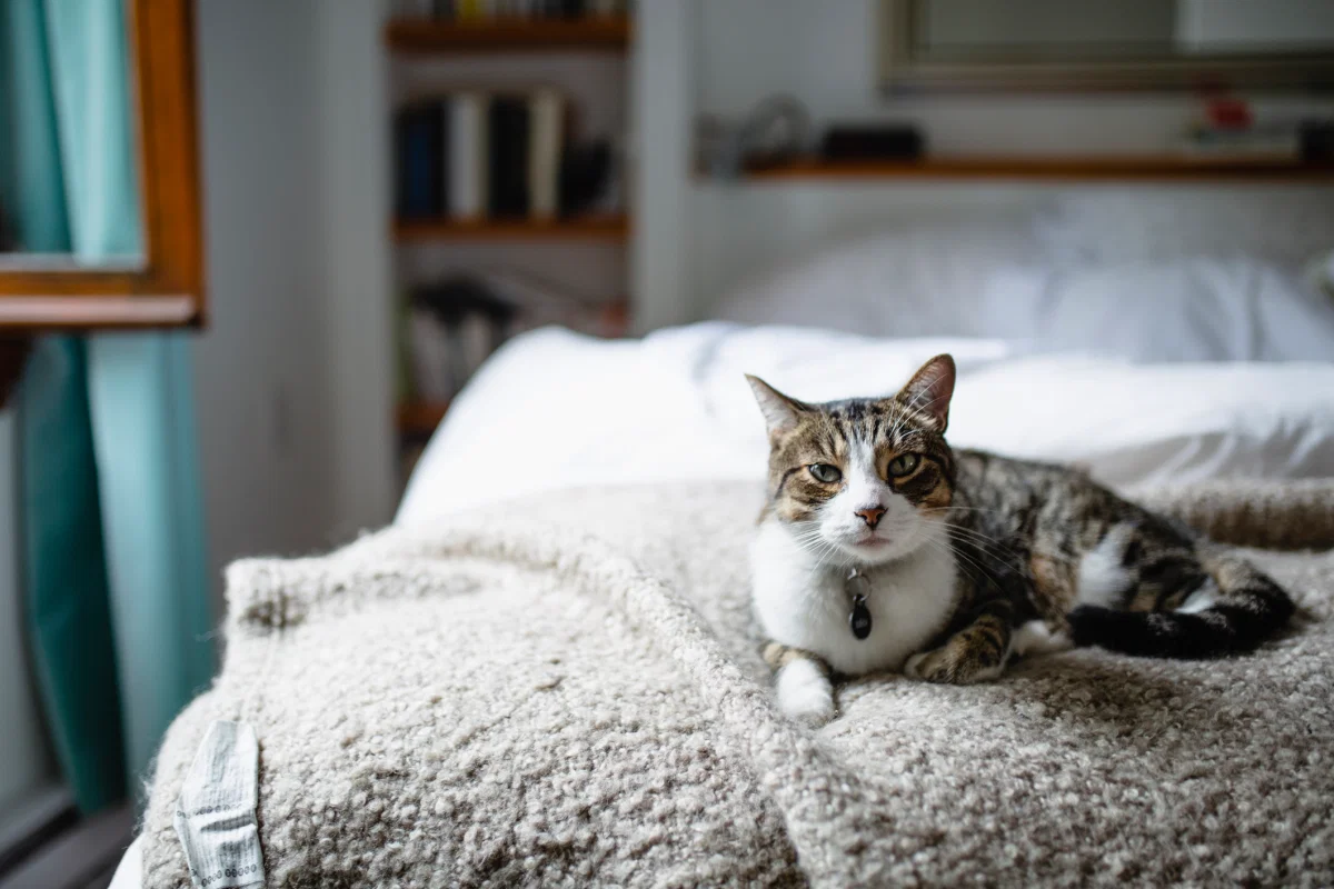 Кот тоже остается в доме. Источник: Getty Images/File