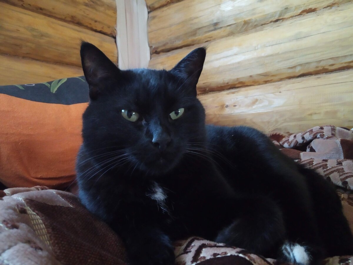Моя кошка Фрося ( фото автора)
