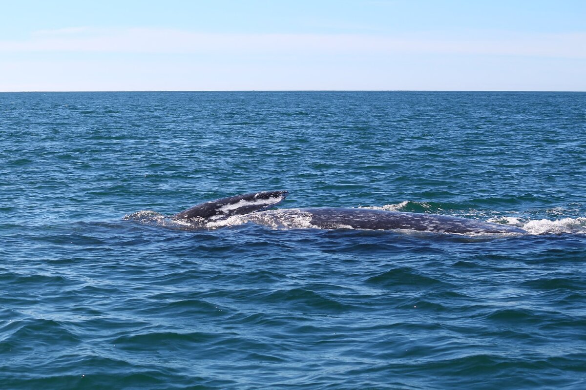  Кит плывет на боку