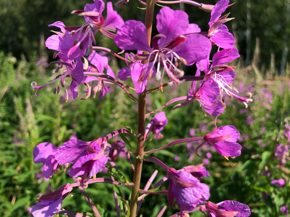 Чудесный Иван-Чай.                                             Инстаграм dory_panic             Личные фото файлы.