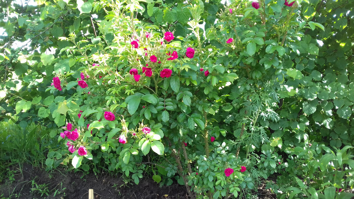 Такая "колючка" очень хорошо подходит для живой изгороди.