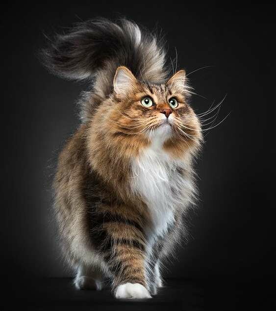длинношерстные породы кошек с фотографиями и названиями