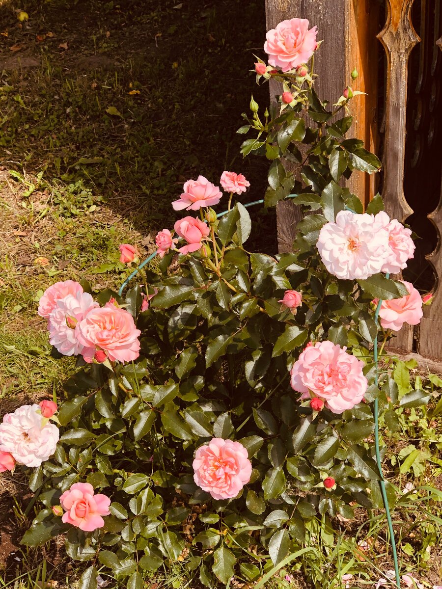 Названия моих роз и где я их покупала. Флорибунда и почвопокровные розы. |  Городские в деревне | Дзен