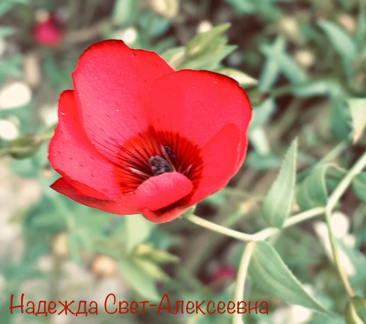Цветы. Красный. Фото автора