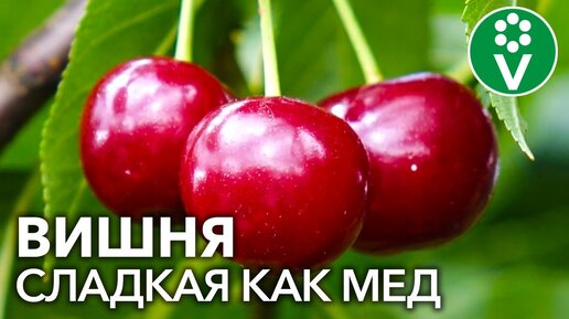 5 САМЫХ ВКУСНЫХ СОРТОВ ВИШНИ. Готовим из вишни изюм и мармелад