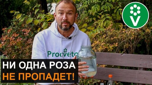 Эта Подкормка спасет Розы от самой холодной зимы!