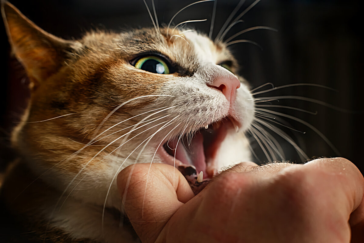 Кусачий кот. Доверие кошки. Агрессия кота звук. Рыжий кот кусает палец.