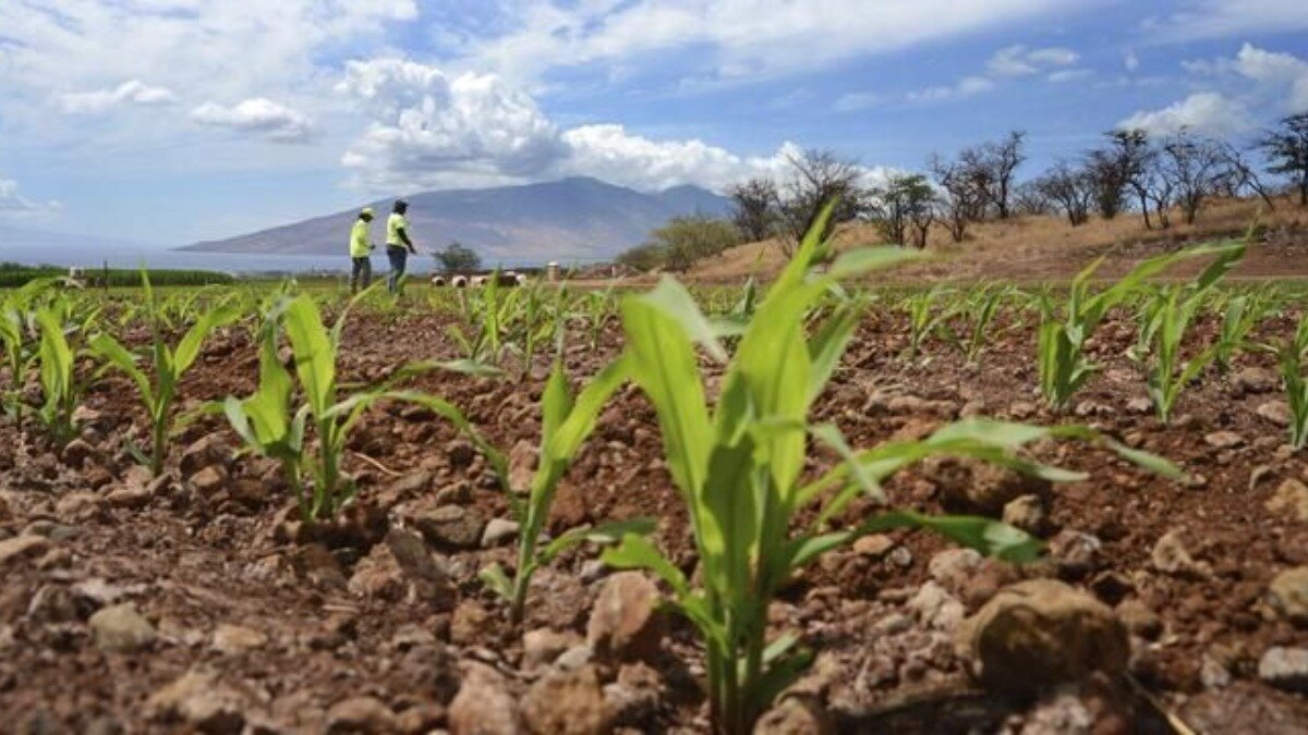 Специалисты Monsanto на испытательном поле, Гавайи. Фото:wsj.com. 